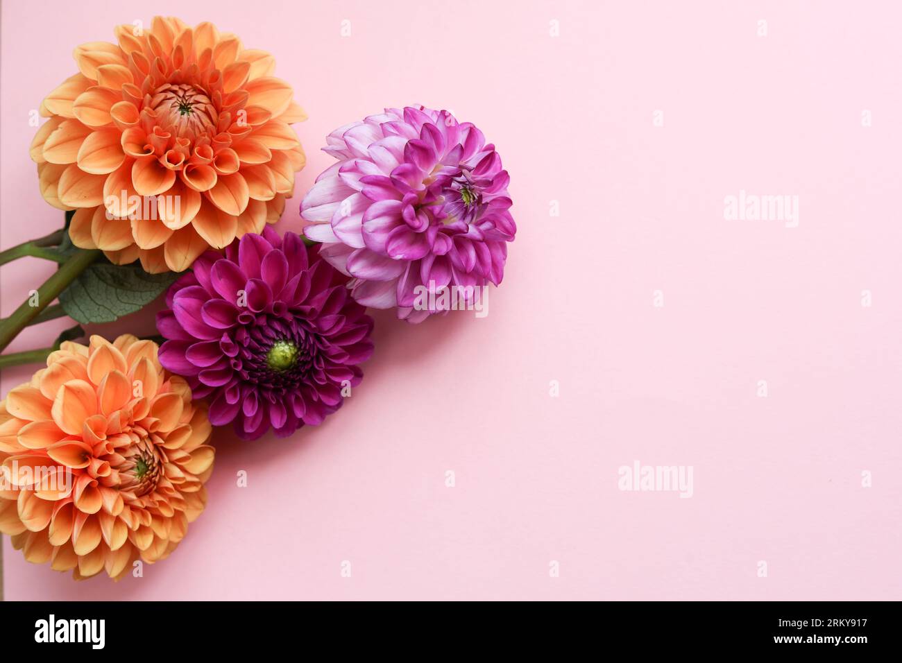 colorful dahlia flowers on a pastel pink background Stock Photo - Alamy