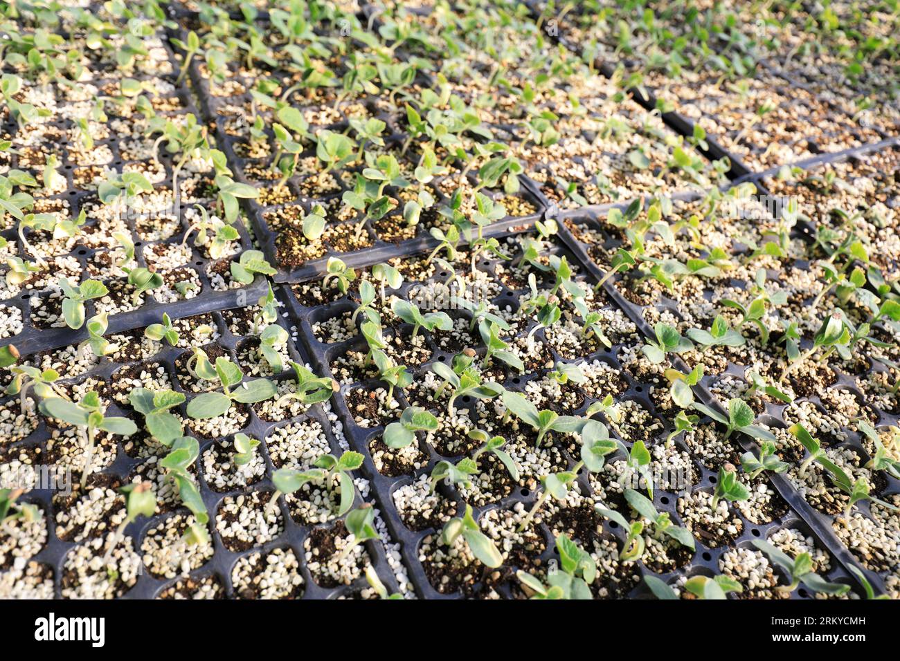 Melon seedlings in greenhouse, North China Stock Photo Alamy