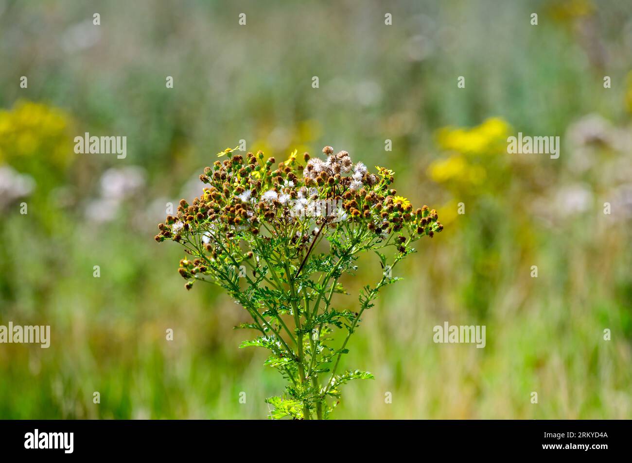 Ragwort flowers in a field of wild flowers and weeds. Stock Photo