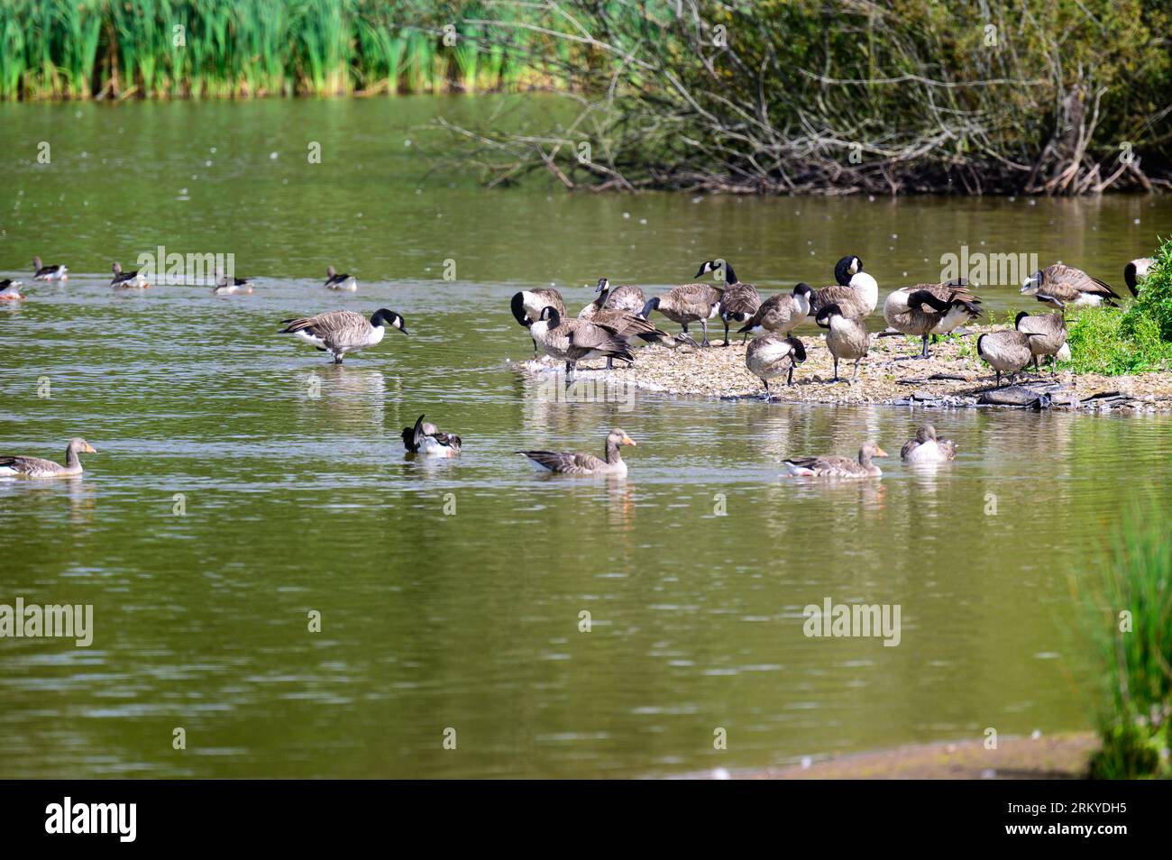 Mixed flock of wildfowl on a pond with vegetation close by. Stock Photo
