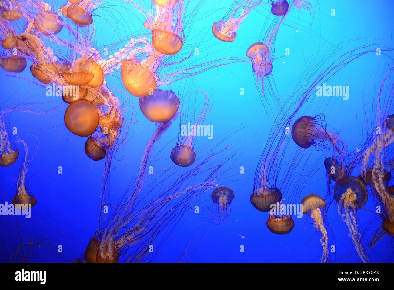 Orange jellyfish floating and swimming in the blue ocean Stock Photo ...