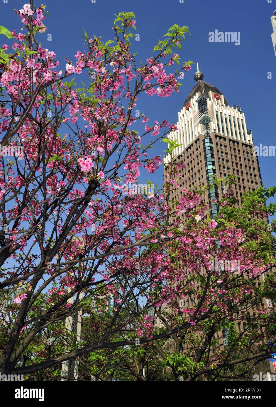 Bildnummer: 59229627  Datum: 16.02.2013  Copyright: imago/Xinhua Cherry blossoms are seen near the landmark skyscraper Taipei 101 (Taipei World Financial Center) in Taipei, southeast China s Taiwan, Feb. 17, 2013. (Xinhua/Wu Ching-teng) (ry) CHINA-TAIPEI-CHERRY BLOSSOMS (CN) PUBLICATIONxNOTxINxCHN Gesellschaft Baum Kirschbaum Blüte Kirschblüte Frühling premiumd x0x xds 2013 hoch Aufmacher     59229627 Date 16 02 2013 Copyright Imago XINHUA Cherry Blossoms are Lakes Near The Landmark Skyscraper Taipei 101 Taipei World Financial Center in Taipei South East China S TAIWAN Feb 17 2013 XINHUA Wu Ch Stock Photo