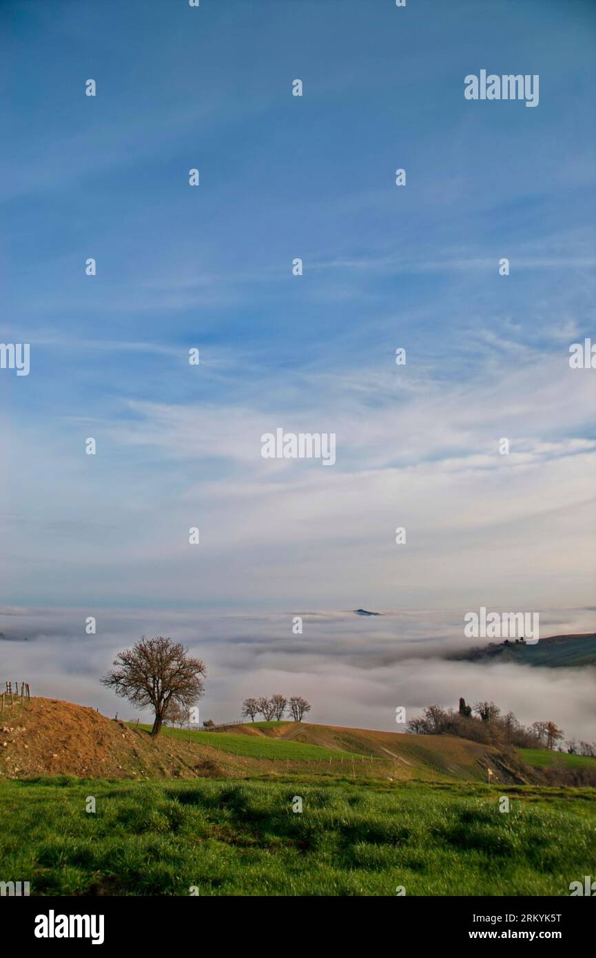 Albero di quercia hi-res stock photography and images - Alamy