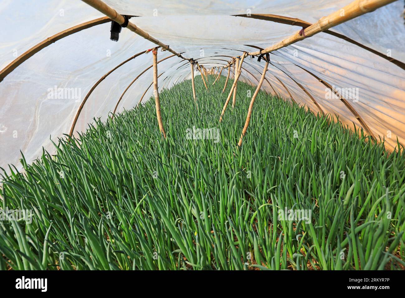 Vigorous growth of shallots in the small arch shed, North China Plain Stock Photo