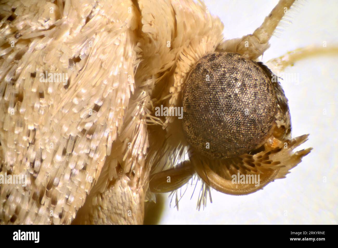 Microscope image of head of a micro moth showing its compound eyes and the feathery scales on the wing Stock Photo