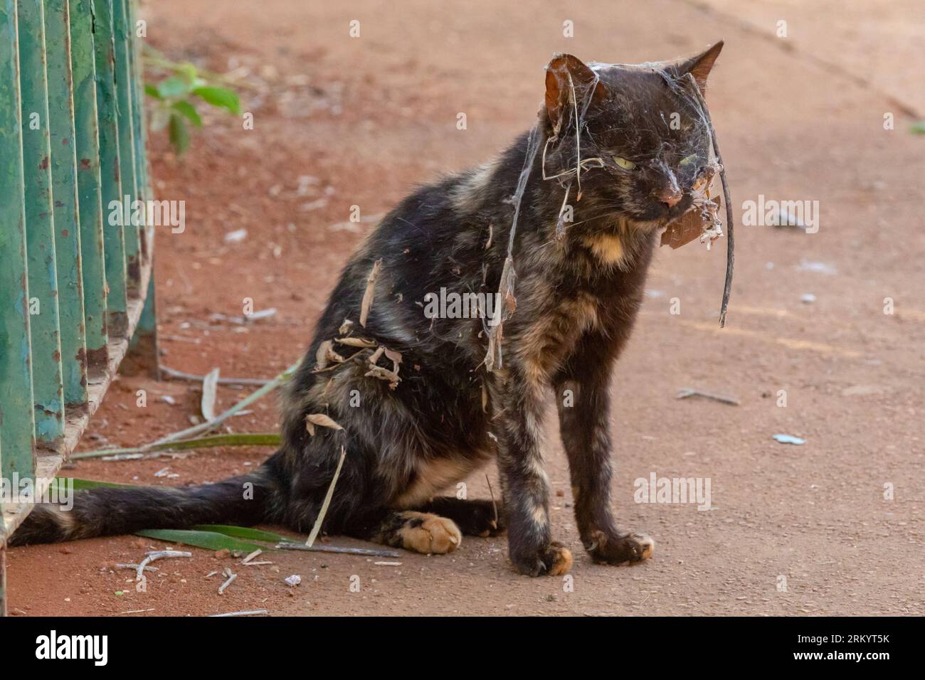 Ugliest cat in the world deals