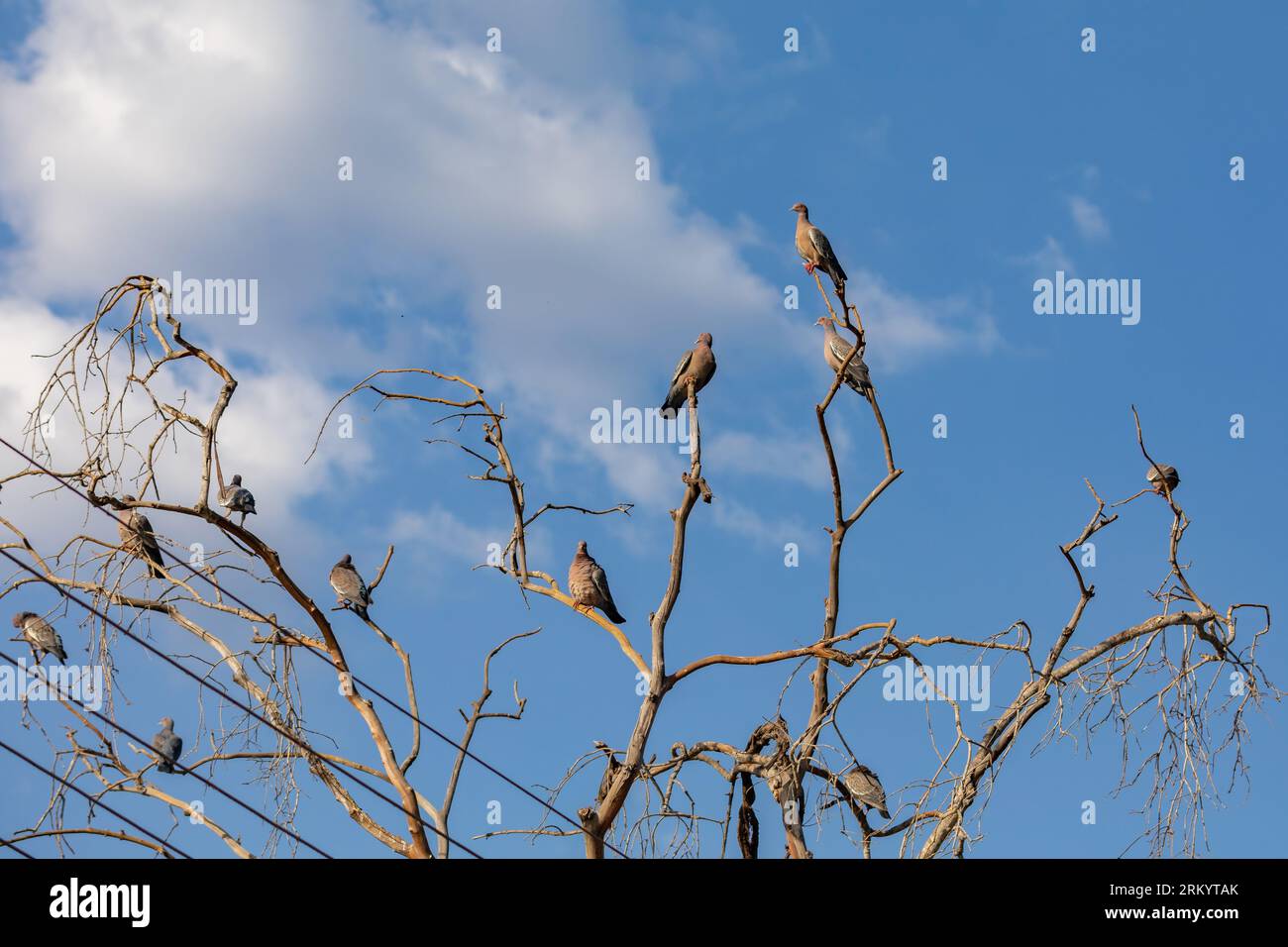 Bunch of wild doves known as "carijó dove" or "salt dove Stock Photo