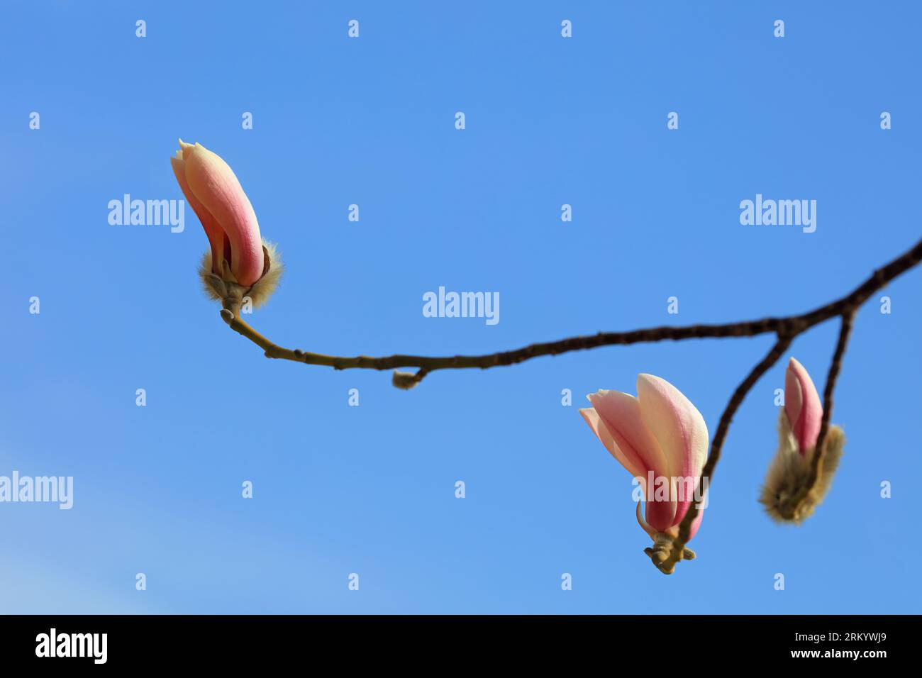 Blooming magnolia flowers in the blue sky Stock Photo - Alamy