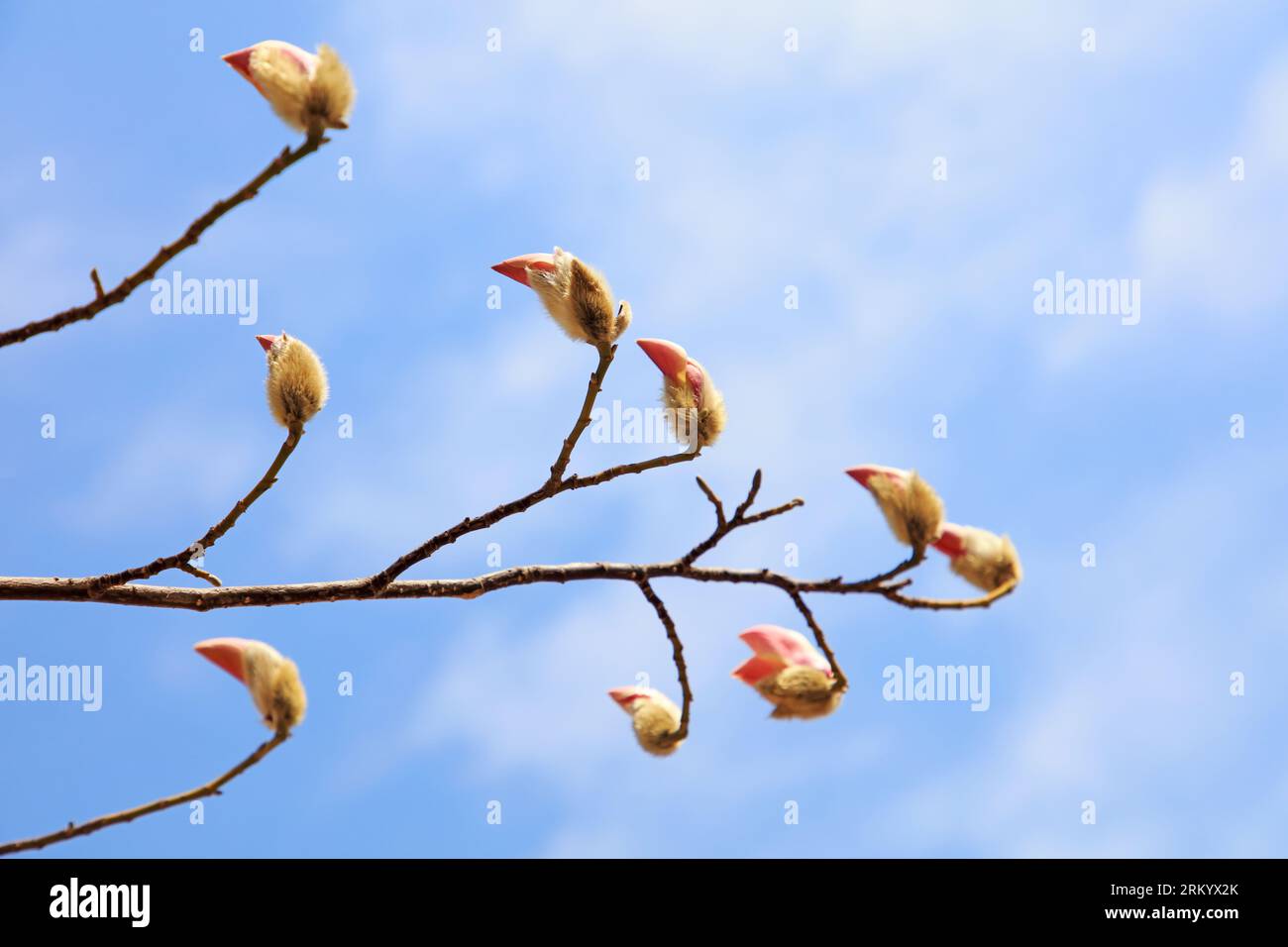 Blooming magnolia flowers in the blue sky Stock Photo - Alamy