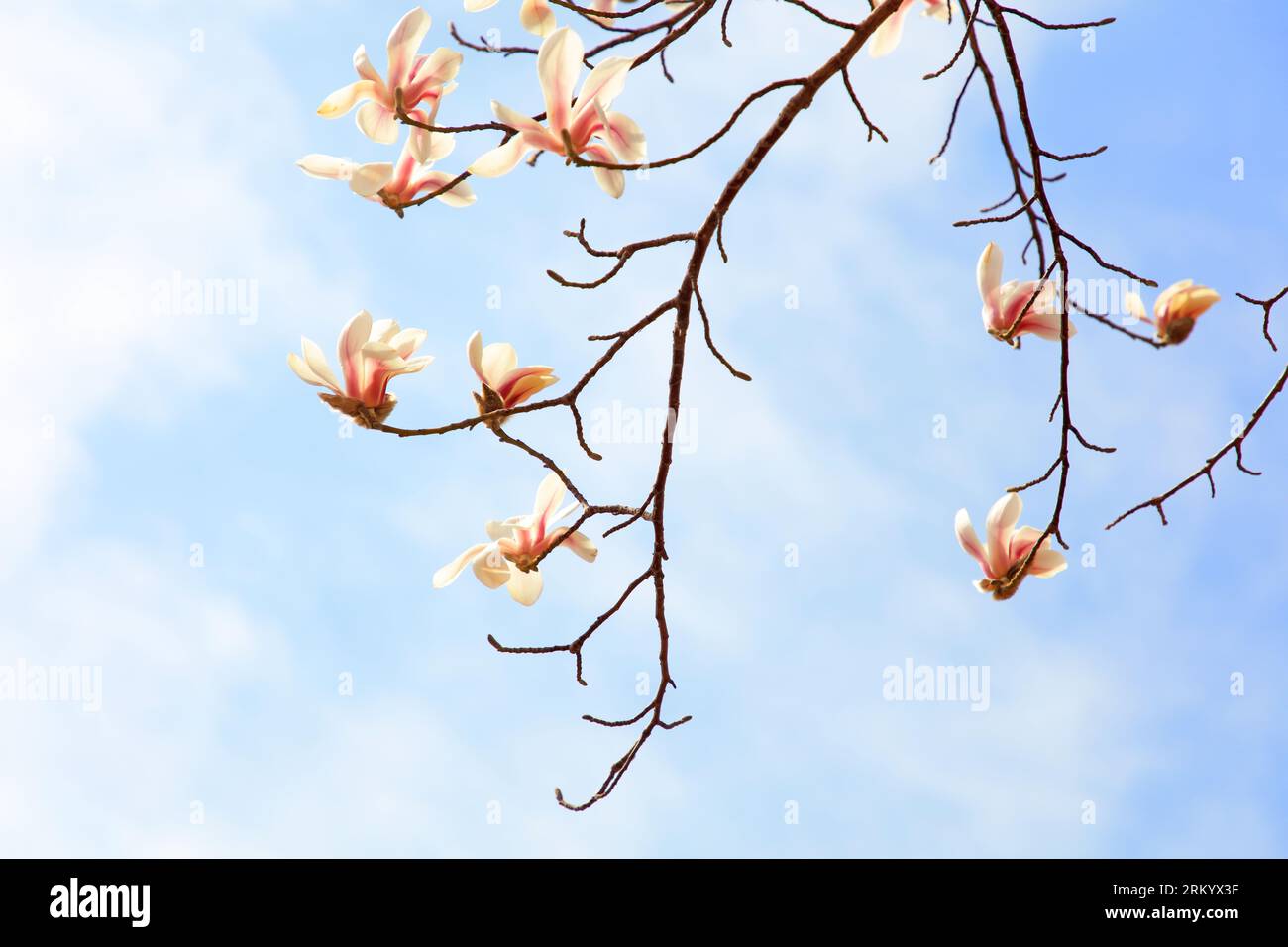 Blooming magnolia flowers in the blue sky Stock Photo - Alamy