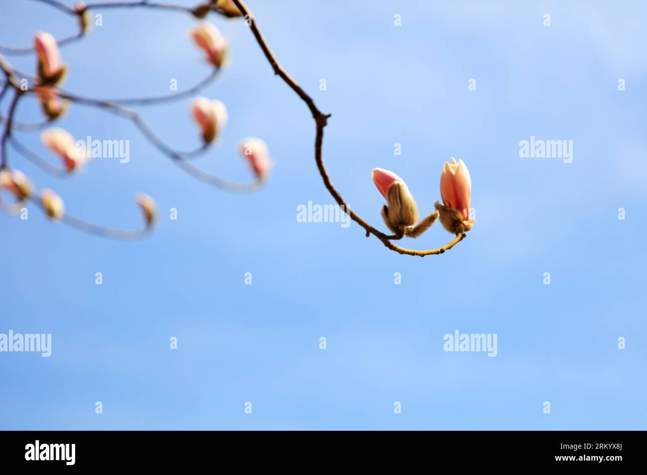 Blooming magnolia flowers in the blue sky Stock Photo - Alamy