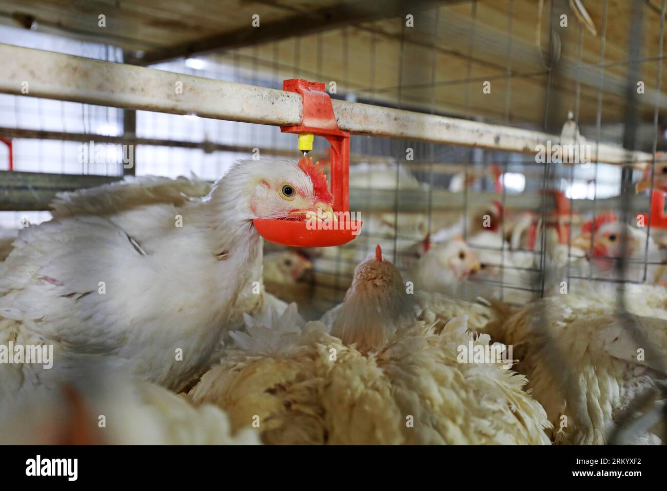 Chickens drinking water in mechanized farms, China Stock Photo