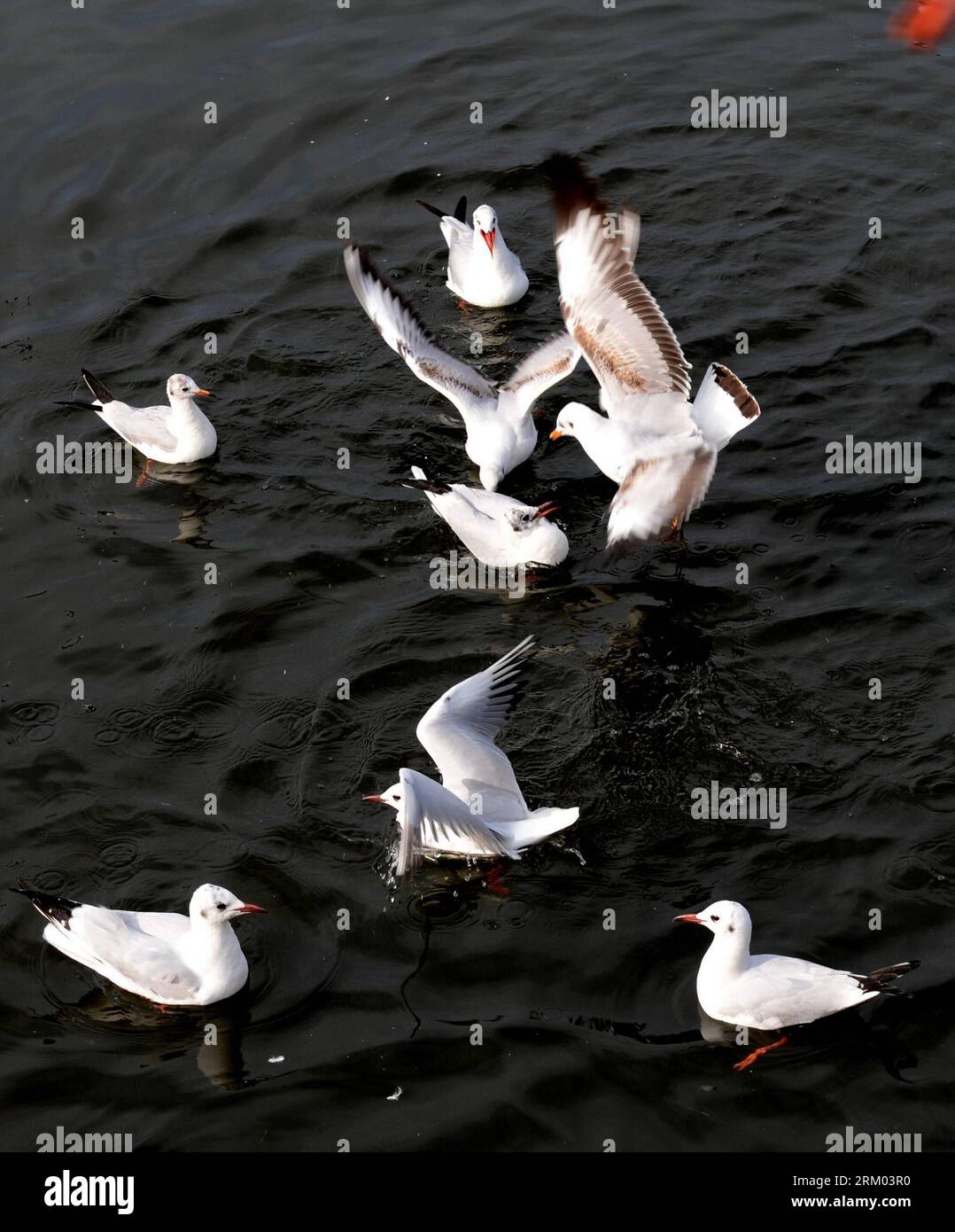 Bildnummer: 59316312  Datum: 07.03.2013  Copyright: imago/Xinhua (130307) -- QINHUANGDAO, March 7, 2013 (Xinhua) -- Seagulls compete for food over Xinkai River in Qinhuangdao, north China s Hebei Province, March 7, 2013. As the weather turned warmer, many migratory birds came here to find food. (Xinhua/Yang Shiyao) (mp) CHINA-HEBEI-QINHUANGDAO-SEAGULLS (CN) PUBLICATIONxNOTxINxCHN Gesellschaft Meer Tier Möwe Seemöwe x0x xdd 2013 hoch      59316312 Date 07 03 2013 Copyright Imago XINHUA  Qinhuangdao March 7 2013 XINHUA seagulls compete for Food Over  River in Qinhuangdao North China S Hebei Prov Stock Photo