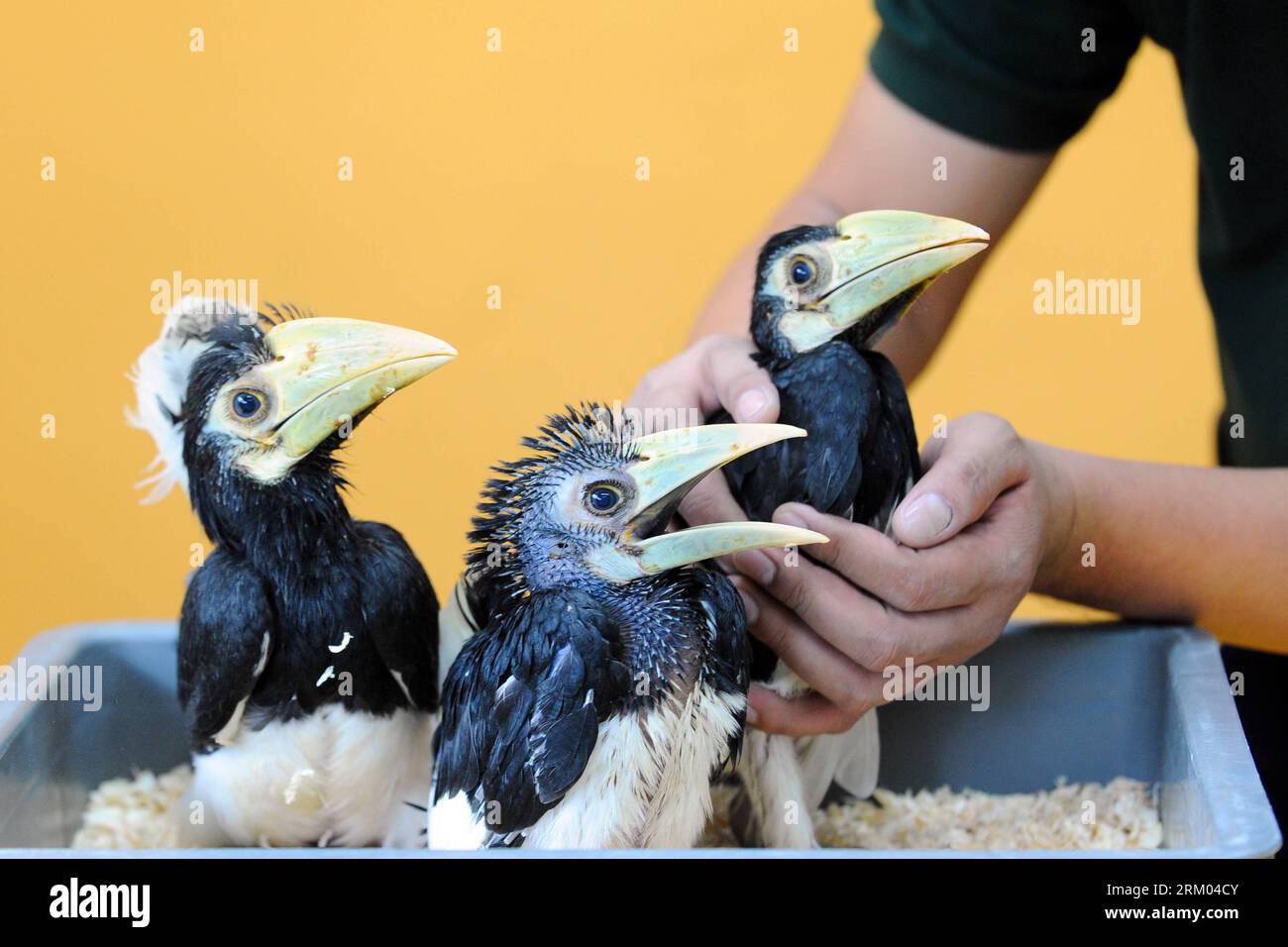 Bildnummer: 59320125  Datum: 08.03.2013  Copyright: imago/Xinhua (130308) -- SINGAPORE, March 8, 2013 (Xinhua) -- Three two-month old Oriental Pied Hornbills are displayed at the Jurong Bird Park s Breeding and Research Center in Singapore, March 8, 2013. These three birds were hatched after a successful artificial incubation at the bird park after their eggs were rescued on an off-shore island in Singapore. (Xinhua/Then Chi Wei) SINGAPORE-ORIENTAL PIED HORNBILLS-ARTIFICIAL INCUBATION PUBLICATIONxNOTxINxCHN Gesellschaft Tiere Zoo Aufzucht Vögel Orienthornvogel Fütterung x0x xrj 2013 quer Stock Photo