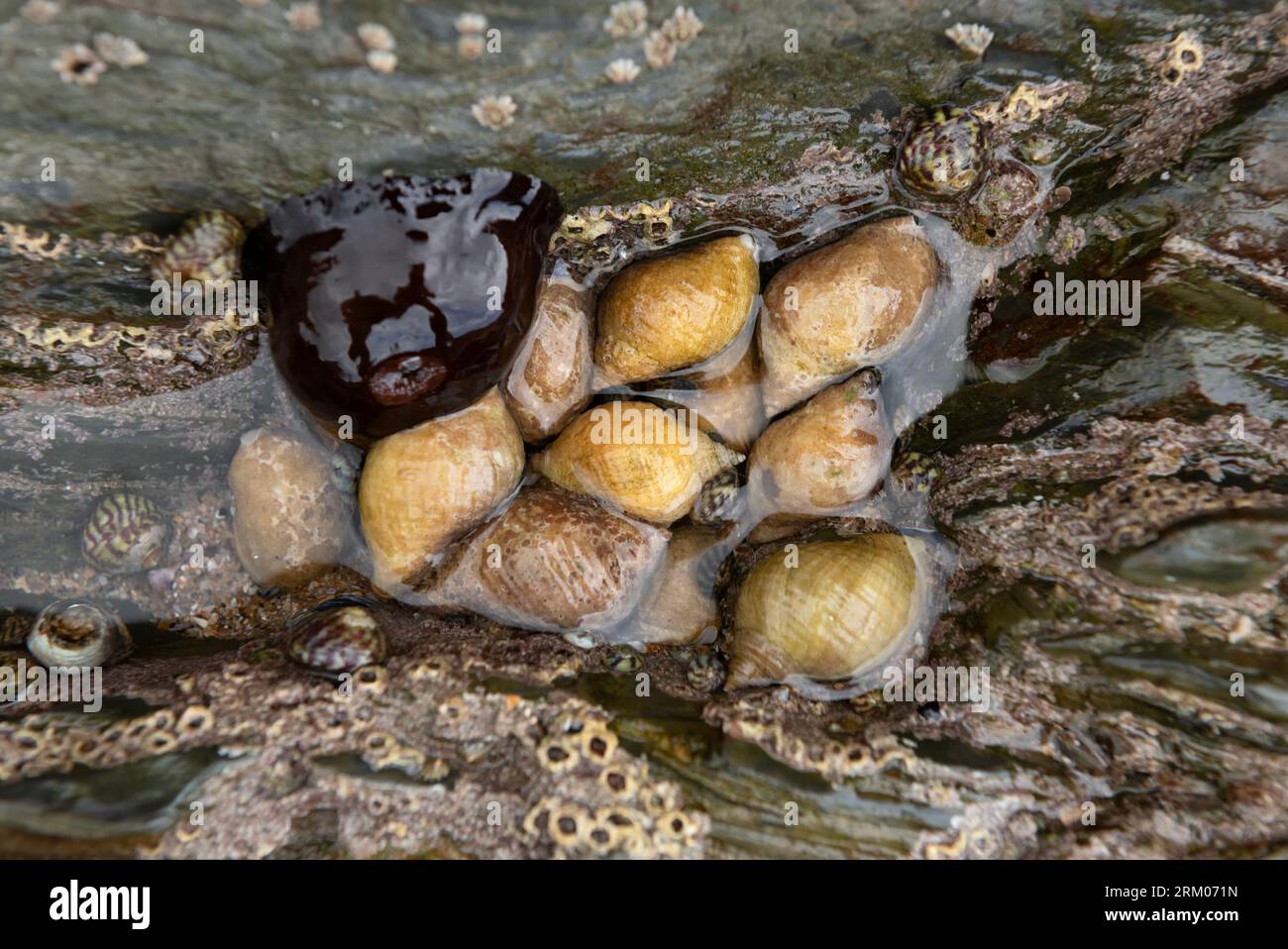 Colony of dog whelks in rock pool partially covered in sea water Stock Photo