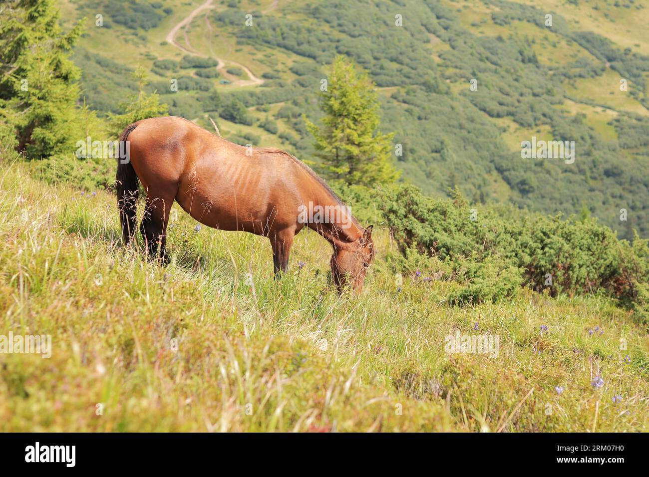 A young stallion eats grass against the backdrop of mountains. Horse in the Carpathians. Animal on the mountainside. Hungry horse eats green grass in Stock Photo