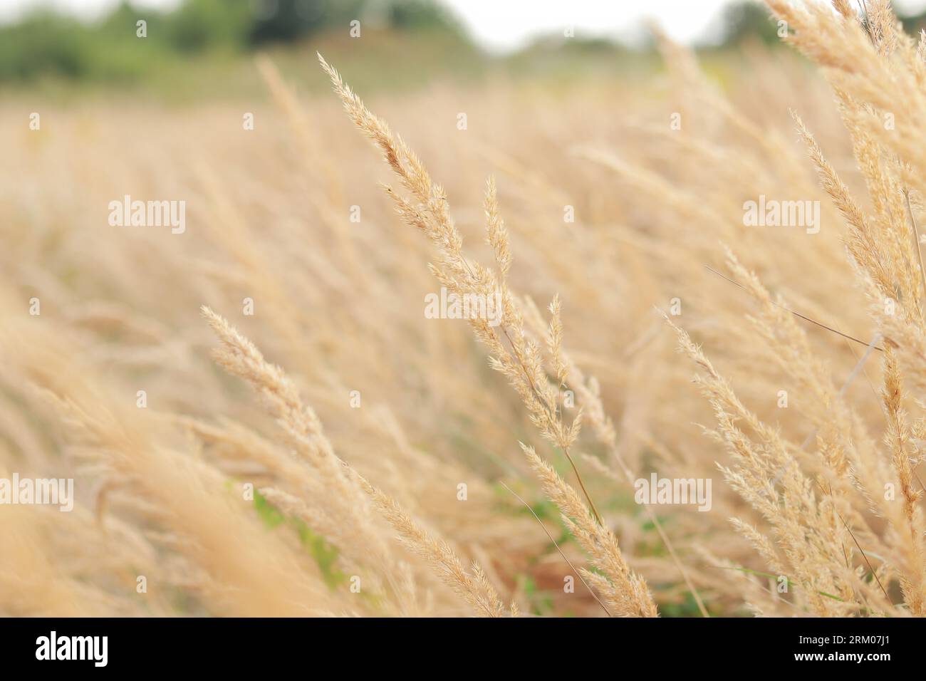 Dry reed sways hi-res stock photography and images - Alamy