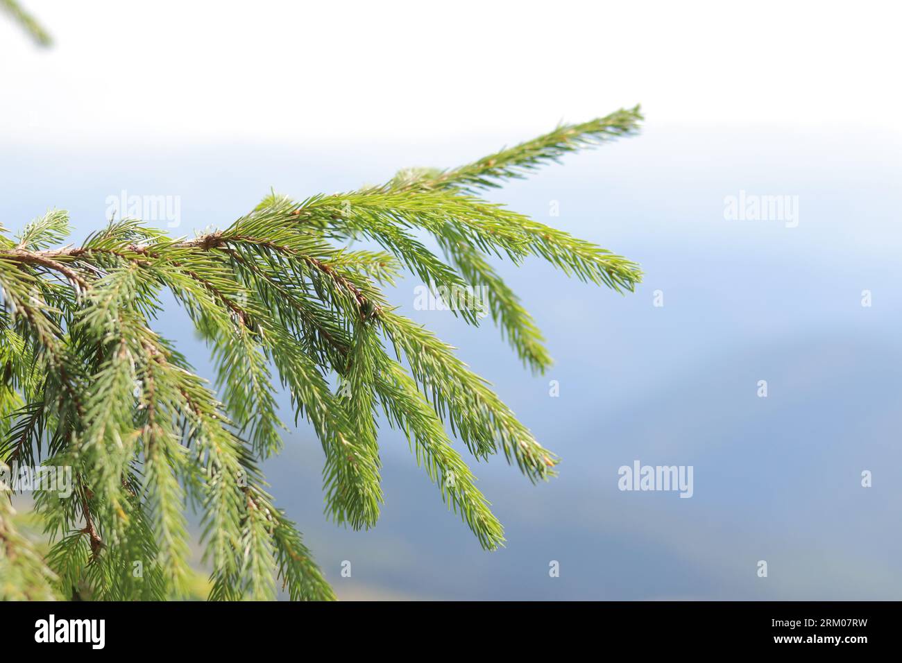 Evergreen tree branch hi-res stock photography and images - Alamy