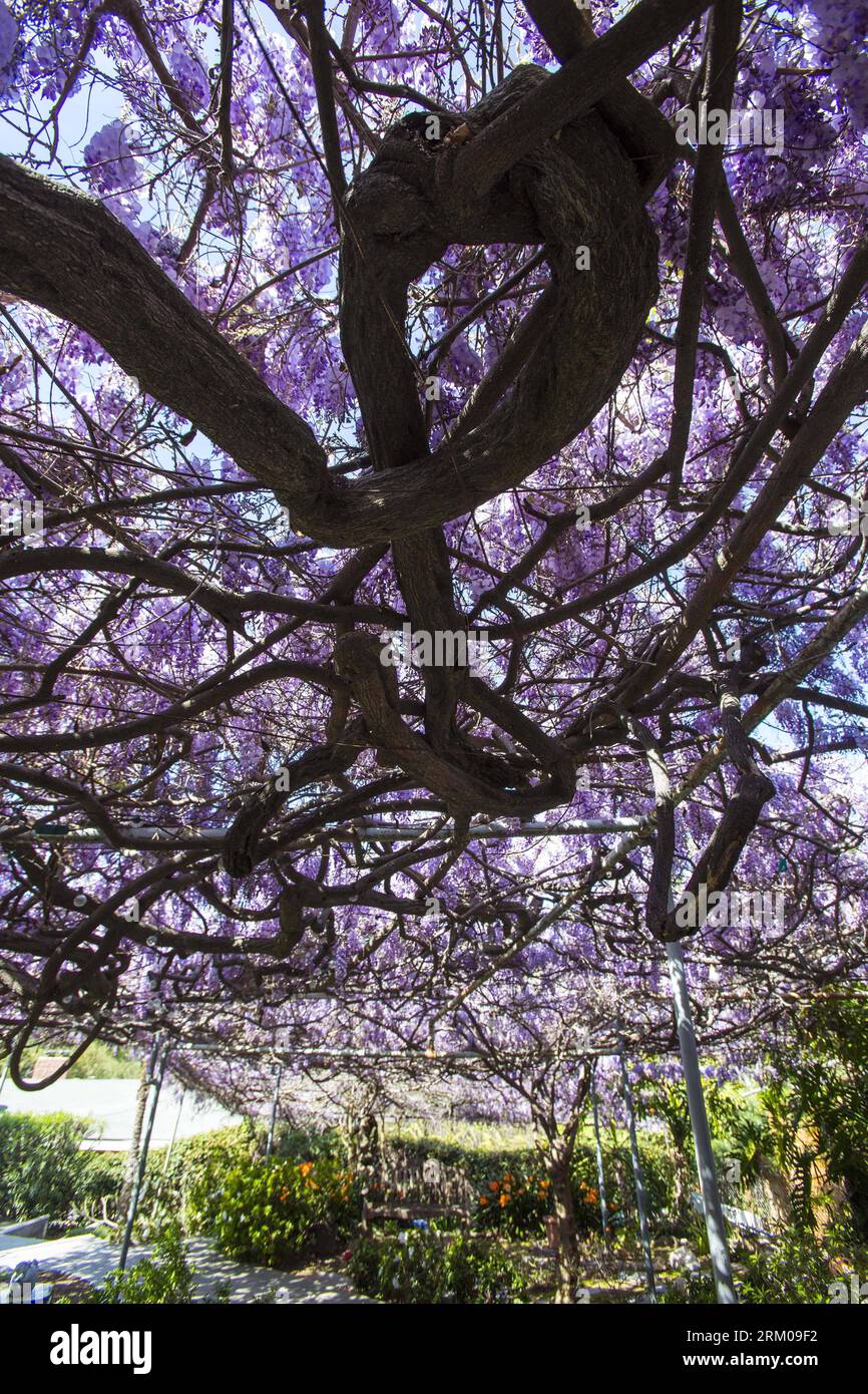 Bildnummer: 59355233 Datum: 14.03.2013 Copyright: imago/Xinhua LOS ANGELES,  March 14, 2013 - The wisteria vine blooms at a Sierra Madre home near Los  Angeles, California, the United States, March 14, 2013. The