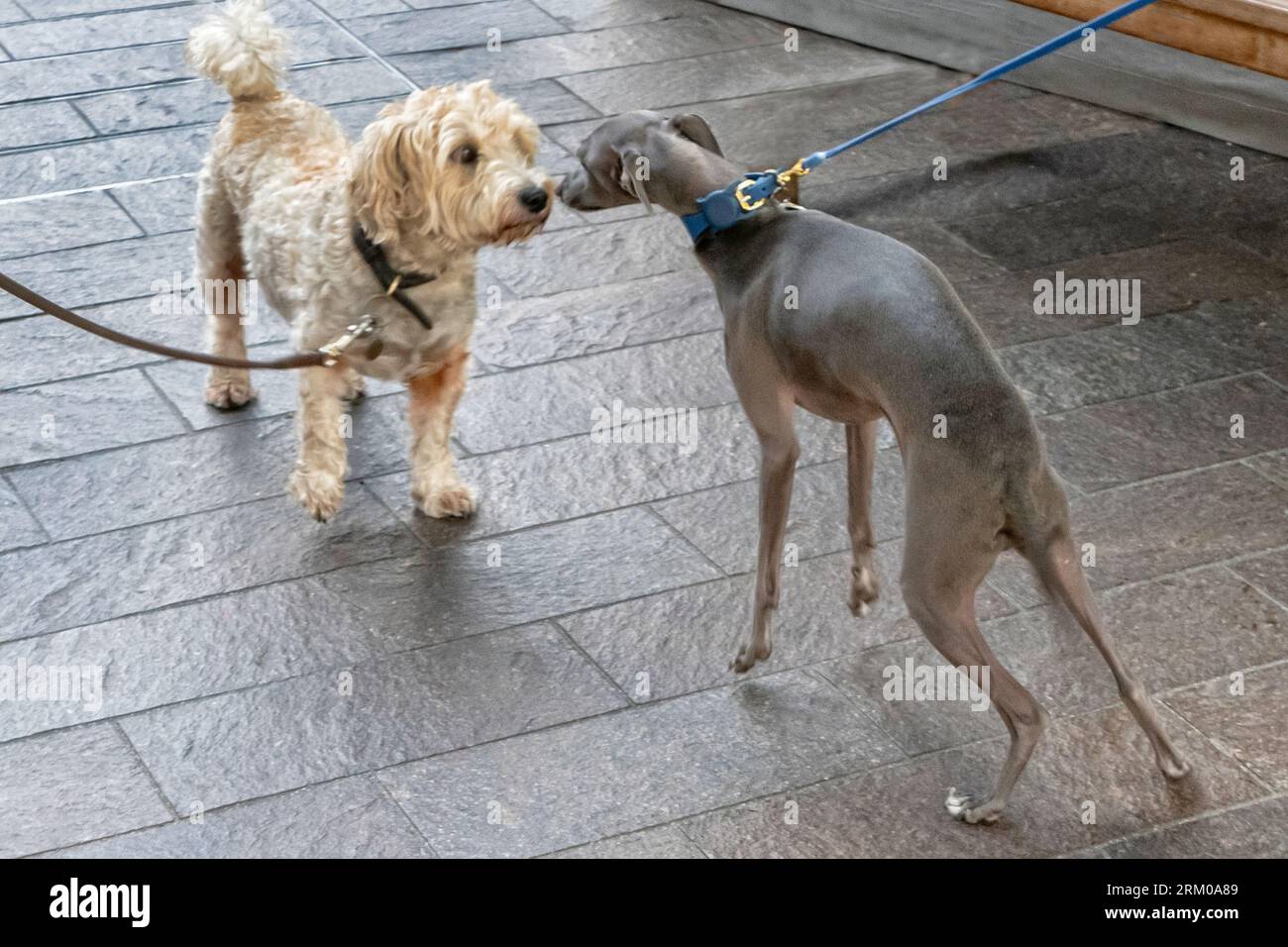 Big Woof Festival  at Kings Cross  Coal Drops yard London to celebrate International Dog day. Stock Photo