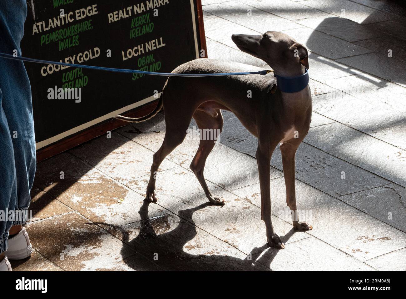 Big Woof Festival  at Kings Cross  Coal Drops yard London to celebrate International Dog day. Stock Photo