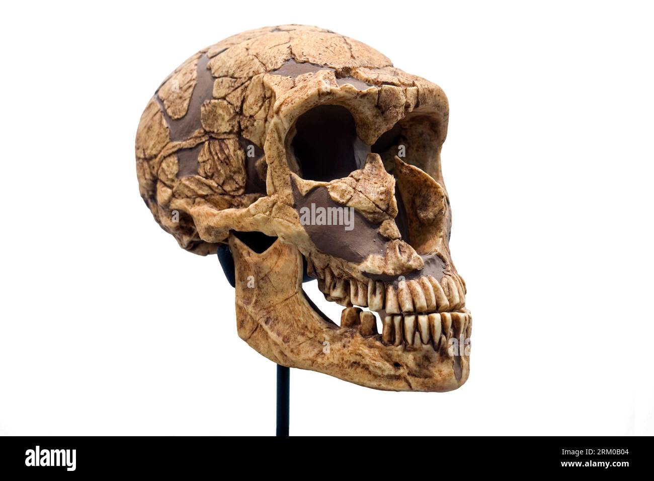 Skull replica of Homo neanderthalensis / Neanderthal, extinct species of archaic human who lived in Eurasia until about 40,000 years ago Stock Photo