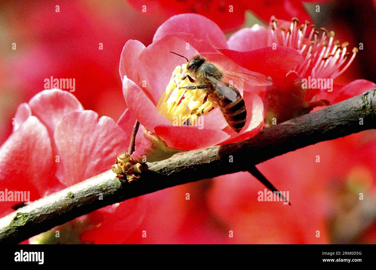 Bildnummer: 59371057  Datum: 18.03.2013  Copyright: imago/Xinhua (130319) -- SUZHOU, March 19, 2013 (Xinhua) -- Photo taken on March 18, 2013 shows a bee lands on a begonia flower in Suzhou, east China s Jiangsu Province. Various flowers are in full blossom as spring comes. (Xinhua/Wang Jianzhong) (zc) CHINA-SPRING-FLOWERS (CN) PUBLICATIONxNOTxINxCHN Gesellschaft Frühling Jahreszeit blühen Blüte Pflanzen Tier Insekt Biene bestäuben x0x xac 2013 quer      59371057 Date 18 03 2013 Copyright Imago XINHUA  Suzhou March 19 2013 XINHUA Photo Taken ON March 18 2013 Shows a Bee lands ON a Begonia Flow Stock Photo