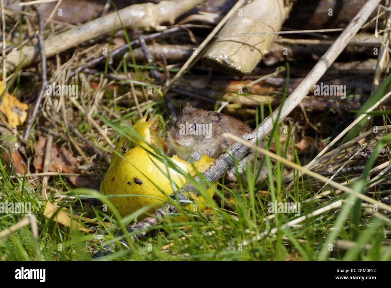 Field mouse vole; microtus arvalis) enjoys eating an apple. A