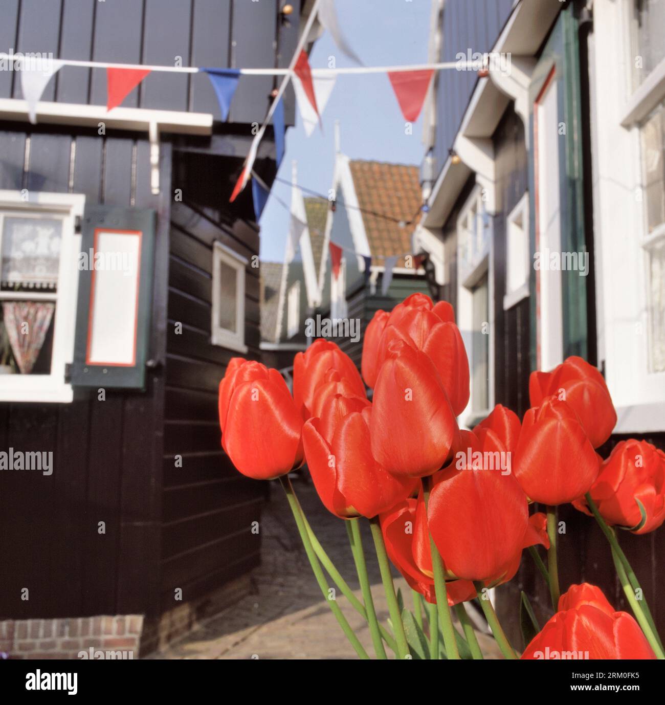 Flag filled street at Kings Day with at the foreground red tulips in the historic fishing village of Marken, Netherlands Stock Photo