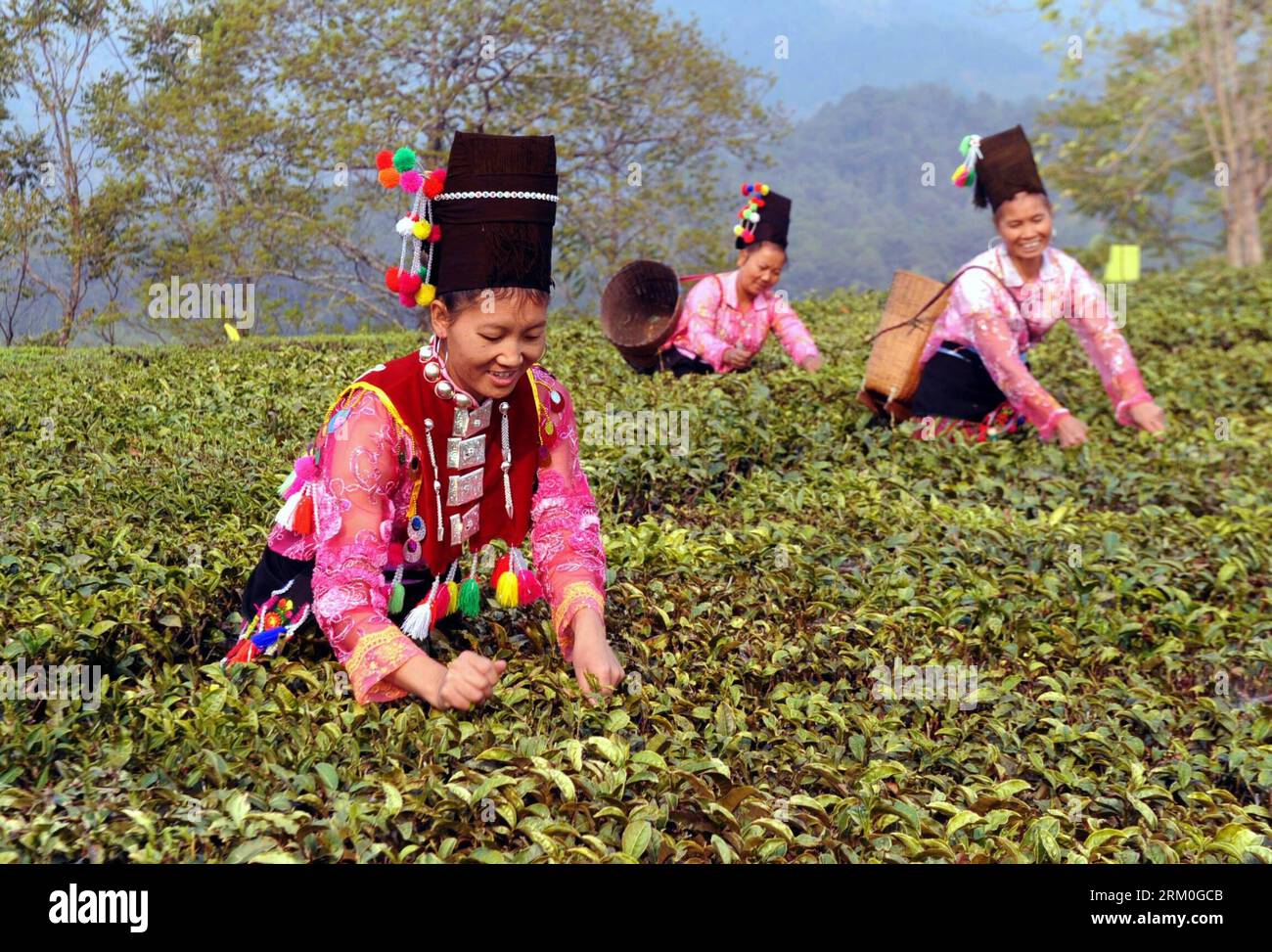Bildnummer: 59414912  Datum: 22.03.2013  Copyright: imago/Xinhua (130323) -- LIANGHE, March 22, 2013 (Xinhua) -- Women of the Achang ethnic group pick up spring tea leaves in Guanzhang Village of Xiangsong Township in Lianghe County, southwest China s Yunnan Province, March 22, 2013. As the spring comes, tea farmers here are busy with picking up tea leaves. (Xinhua/Chen Haining) (lfj) CHINA-YUNNAN-LIANGHE-TEA HARVEST (CN) PUBLICATIONxNOTxINxCHN Landwirtschaft ethnische Minderheit Teeernte Ernte x0x xrj 2013 quer     59414912 Date 22 03 2013 Copyright Imago XINHUA  Lianghe March 22 2013 XINHUA Stock Photo