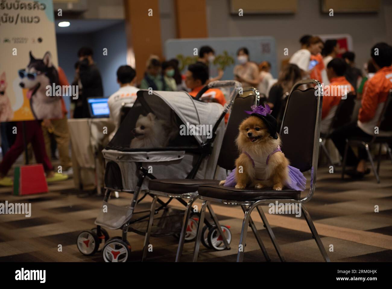 Bangkok, Thailand. 26th Aug, 2023. People who own pets bring dogs or