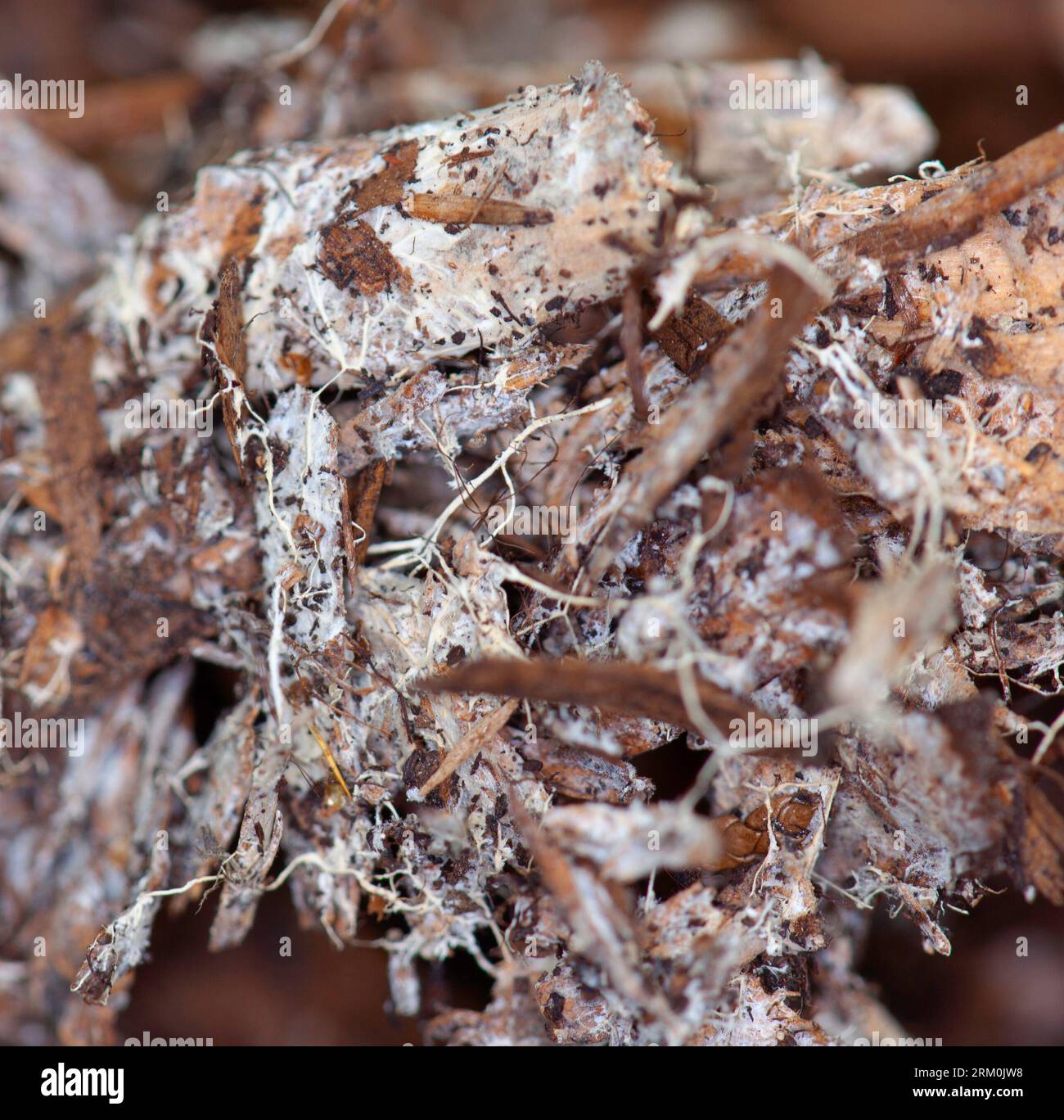 Mycelium Strands around Tomato roots in No Dig compost Stock Photo