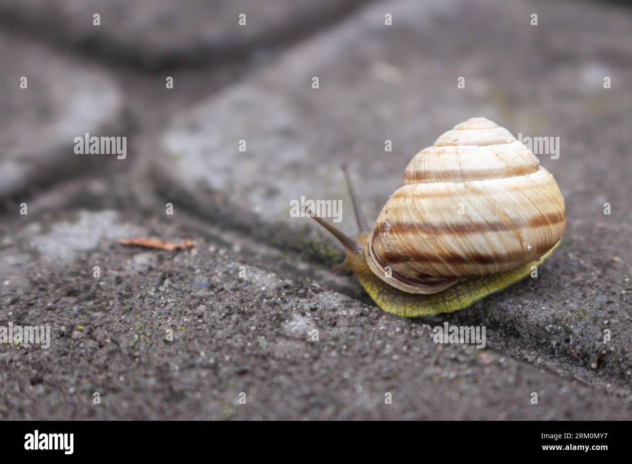 Snail on the road. Slug close up. Grape snail with shell. Nature in details. Brown helix. Slow speed lifestyle. Snail with antenna on asphalt. Stock Photo