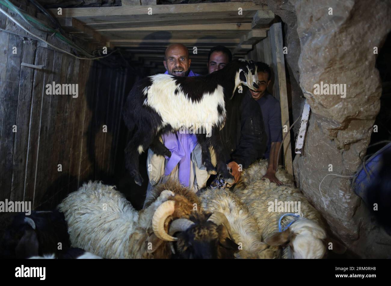 Bildnummer: 59466524  Datum: 02.04.2013  Copyright: imago/Xinhua (130402) -- GAZA, April 2, 2013 (Xinhua) -- Palestinian drive sheep through a smuggling tunnel between the Hamas-ruled Gaza Strip and Egypt in the southern Gaza Strip city of Rafah on April 2, 2013. The Egyptian army started to knock down Gaza smuggling tunnels last month after a high Egyptian court has urged the authorities in Cairo to tear down all the tunnels along the borders between Gaza and Egypt. (Xinhua/Wissam Nassar) (djj) MIDEAST-GAZA-SMUGGLING-TUNNELS PUBLICATIONxNOTxINxCHN Gesellschaft Gaza Gazastreifen Palästina Schm Stock Photo