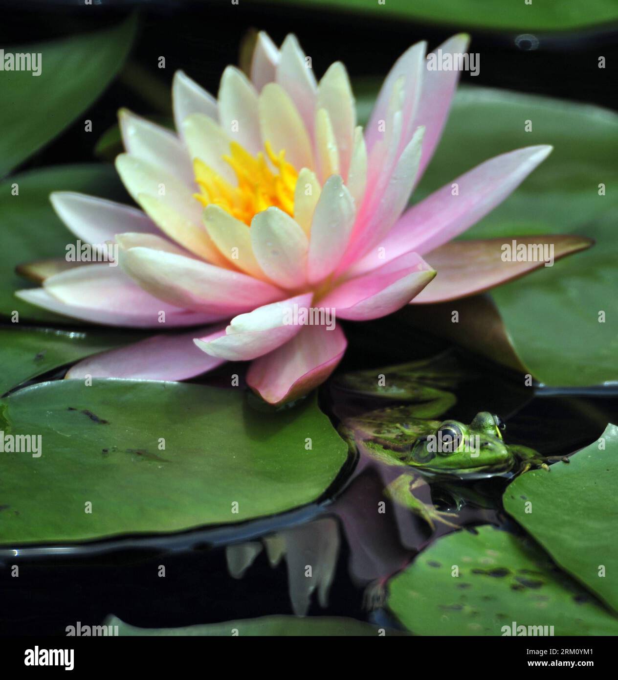 Taiwan lily square hi-res stock photography and images - Alamy