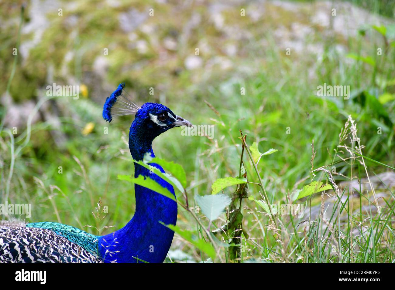 Closeup of peacock head seen from the side in natural surroundings. Copy space to the right of horizontal photo. Stock Photo