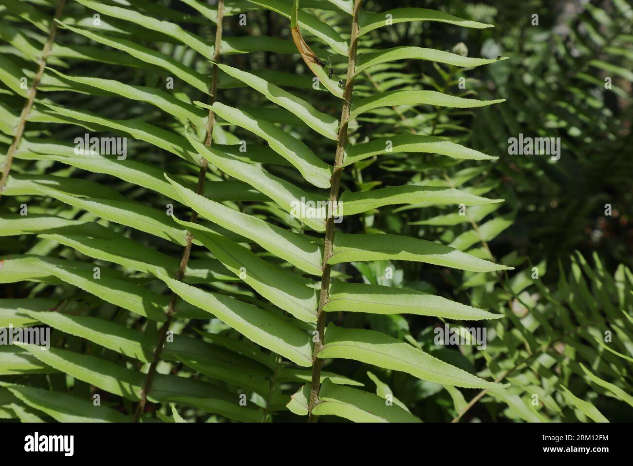 Close up view of a frond leaf belongs to Nephrolepis fern species is in direct sunlight Stock Photo
