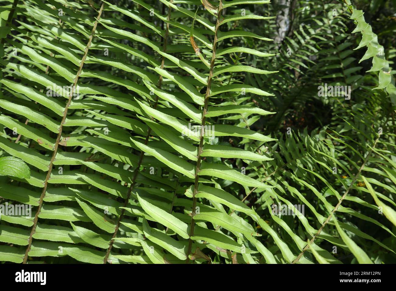 Natural view of the frond leaves belongs to Nephrolepis fern variety growing in a forest area Stock Photo
