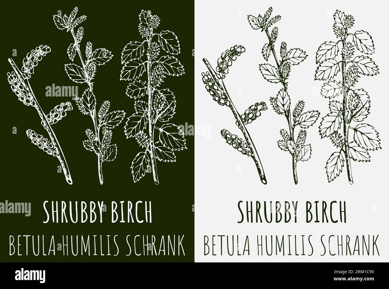 Vector drawing SHRUBBY BIRCH. Hand drawn illustration. The Latin name is BETULA HUMILIS SCHRANK. Stock Photo