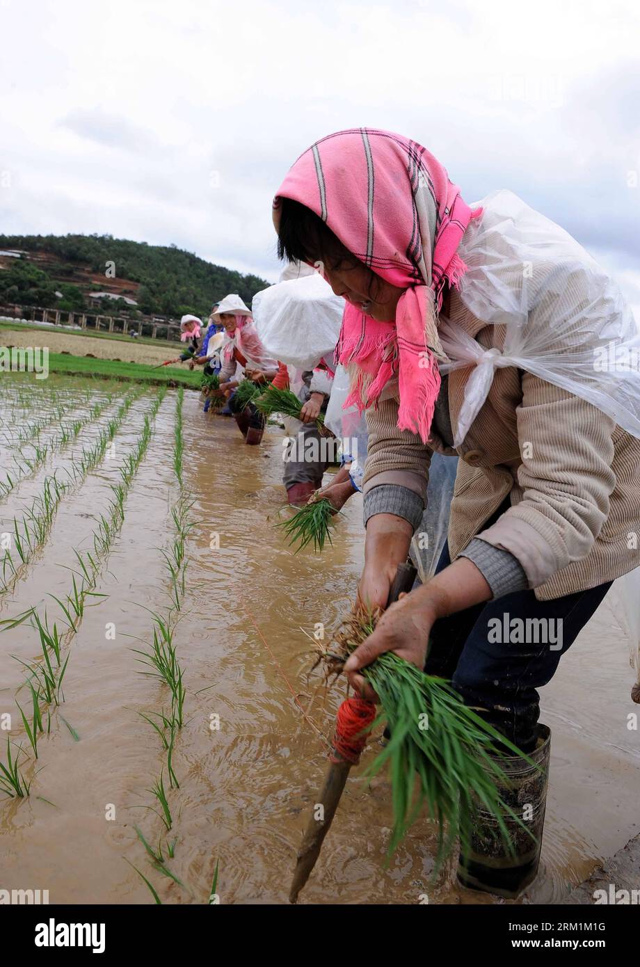 Bildnummer: 59597571  Datum: 03.05.2013  Copyright: imago/Xinhua (130503) -- XUNDIAN, May 3, 2013 (Xinhua) -- Farmers transplant rice seedlings in a paddy field in Xundian County of southwest China s Yunnan Province, May 3, 2013. A round of rain eased the drought haunting over multiple places in Yunnan in recent months. Farmers made full use of the rain tending the crops in the farmland. (Xinhua/Yang Zongyou) (xzj) CHINA-YUNNAN-XUNDIAN-RICE TANSPLANTING (CN) PUBLICATIONxNOTxINxCHN Wirtschaft Landwirtschaft xcb x0x 2013 hoch      59597571 Date 03 05 2013 Copyright Imago XINHUA  Xundian May 3 20 Stock Photo