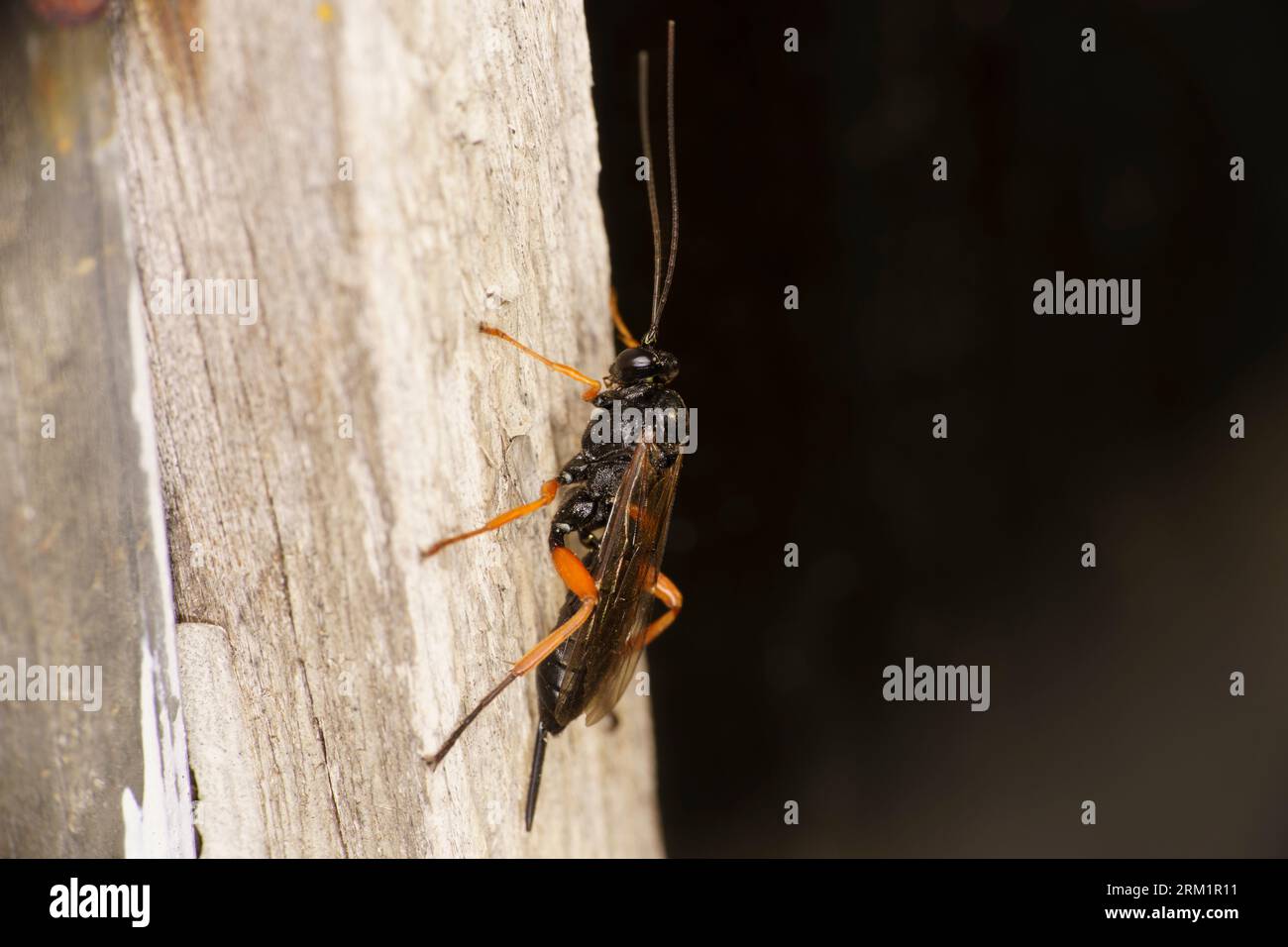 Sirex noctilio Family Siricidae Genus Sirex European woodwasp wild nature insect wallpaper Stock Photo
