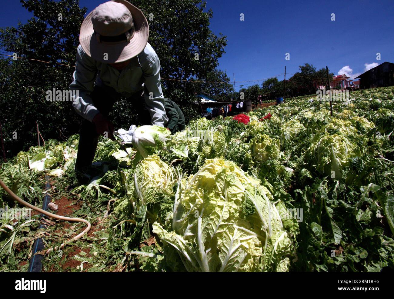 Bildnummer: 59620689  Datum: 09.05.2013  Copyright: imago/Xinhua (130509) -- HANOI, May 9, 2013 (Xinhua) -- A local resident harvests vegetable destroyed by a hailstorm in Da Lat City, Lam Dong Province, central Vietnam, May 9, 2013. Hailstorm and whirlwinds hitting northern and central Vietnam in the last two days caused severe property damages. (Xinhua/VNA) VIETNAM-LAM DONG-HAILSTORM PUBLICATIONxNOTxINxCHN xcb x0x 2013 quer      59620689 Date 09 05 2013 Copyright Imago XINHUA  Hanoi May 9 2013 XINHUA a Local Resident Harvests Vegetable destroyed by a hailstorm in there LAT City LAM Dong Prov Stock Photo