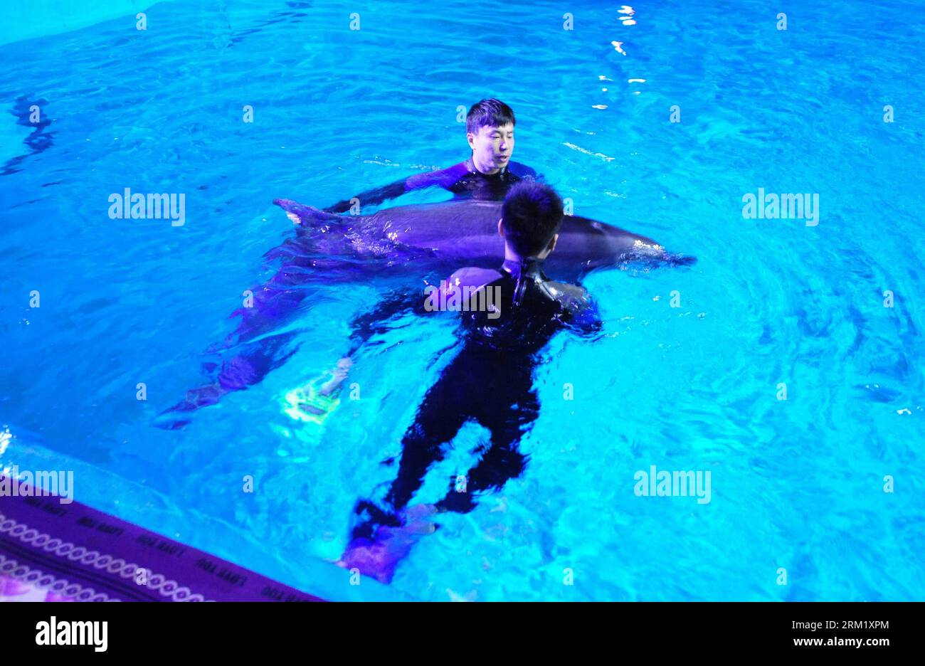 Bildnummer: 59647289  Datum: 15.05.2013  Copyright: imago/Xinhua (130515) -- YANTAI, May 15, 2013 (Xinhua) -- Workers help the arrived dolphins adapt the new environment in a breeding pool of the Ocean Aquarium of Penglai in Penglai City, east China s Shandong Province, May 15, 2013. Ten dolphins, arriving in Yantai of Shandong Province from Osaka of Japan on May 14, with an average age of 2 to 3 and an average weight of 200 to 700 kilograms, are about 3 meters in length and will see the public after 1 to 3 months of adaptation. (Xinhua/Chu Yang) (zwx) CHINA-SHANDONG-PENGLAI-DOLPHINS FROM JAPA Stock Photo