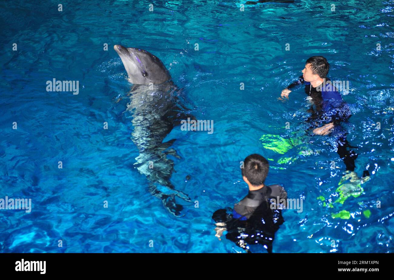 Bildnummer: 59647291  Datum: 15.05.2013  Copyright: imago/Xinhua (130515) -- YANTAI, May 15, 2013 (Xinhua) -- Workers help the arrived dolphins adapt the new environment in a breeding pool of the Ocean Aquarium of Penglai in Penglai City, east China s Shandong Province, May 15, 2013. Ten dolphins, arriving in Yantai of Shandong Province from Osaka of Japan on May 14, with an average age of 2 to 3 and an average weight of 200 to 700 kilograms, are about 3 meters in length and will see the public after 1 to 3 months of adaptation. (Xinhua/Chu Yang) (zwx) CHINA-SHANDONG-PENGLAI-DOLPHINS FROM JAPA Stock Photo