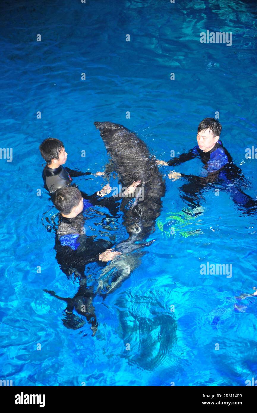 Bildnummer: 59647292  Datum: 15.05.2013  Copyright: imago/Xinhua (130515) -- YANTAI, May 15, 2013 (Xinhua) -- Workers help the arrived dolphins adapt the new environment in a breeding pool of the Ocean Aquarium of Penglai in Penglai City, east China s Shandong Province, May 15, 2013. Ten dolphins, arriving in Yantai of Shandong Province from Osaka of Japan on May 14, with an average age of 2 to 3 and an average weight of 200 to 700 kilograms, are about 3 meters in length and will see the public after 1 to 3 months of adaptation. (Xinhua/Chu Yang) (zwx) CHINA-SHANDONG-PENGLAI-DOLPHINS FROM JAPA Stock Photo