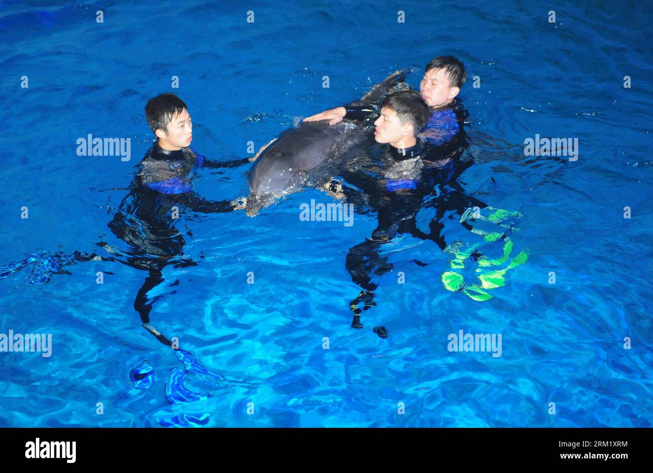 Bildnummer: 59647288  Datum: 15.05.2013  Copyright: imago/Xinhua (130515) -- YANTAI, May 15, 2013 (Xinhua) -- Workers help the arrived dolphins adapt the new environment in a breeding pool of the Ocean Aquarium of Penglai in Penglai City, east China s Shandong Province, May 15, 2013. Ten dolphins, arriving in Yantai of Shandong Province from Osaka of Japan on May 14, with an average age of 2 to 3 and an average weight of 200 to 700 kilograms, are about 3 meters in length and will see the public after 1 to 3 months of adaptation. (Xinhua/Chu Yang) (zwx) CHINA-SHANDONG-PENGLAI-DOLPHINS FROM JAPA Stock Photo