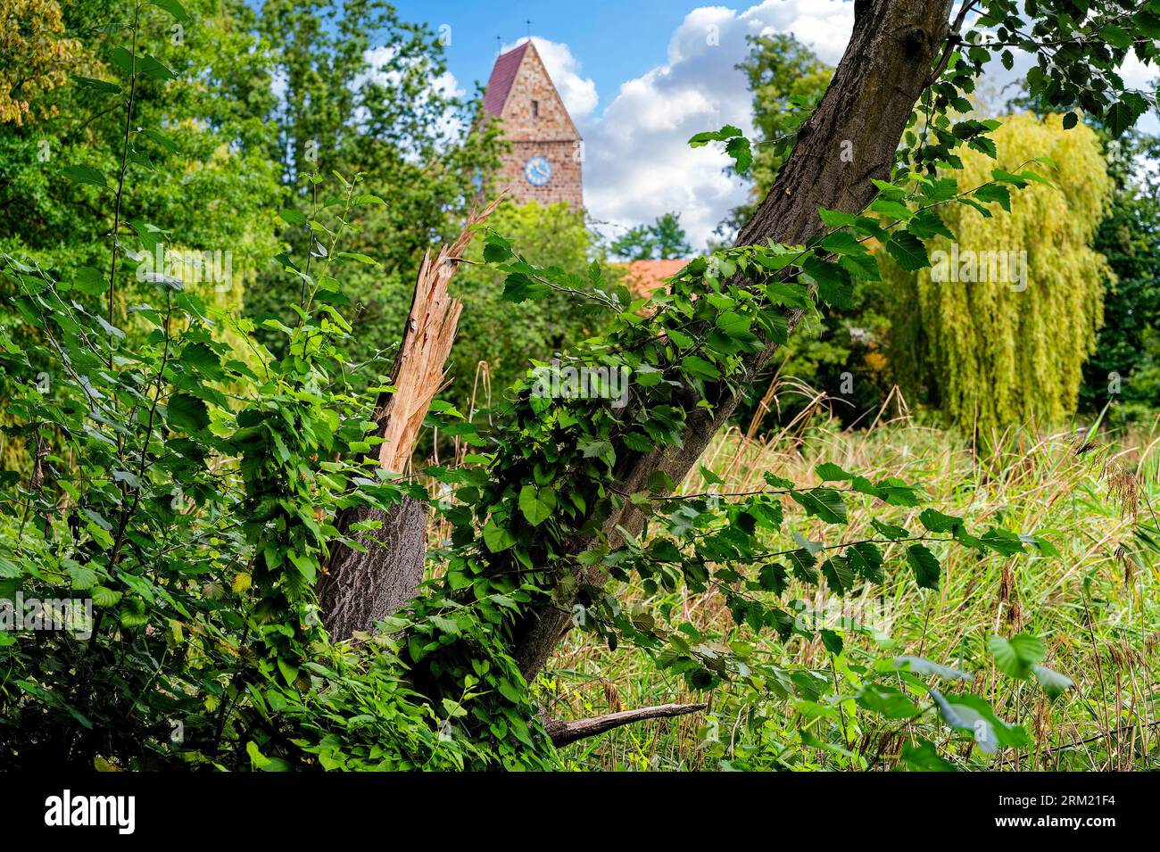 Splintered tree trunk in a park after a storm in Berlin, Germany. Stock Photo