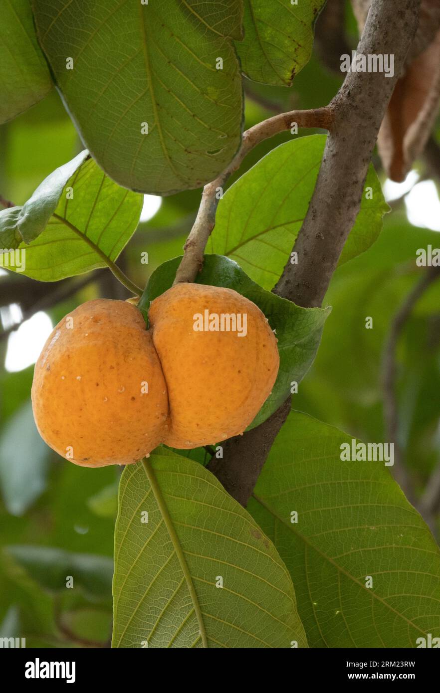 Artocarpus lacucha, also known as monkey jack or monkey fruit, is a tropical evergreen tree species of the family Moraceae. Stock Photo