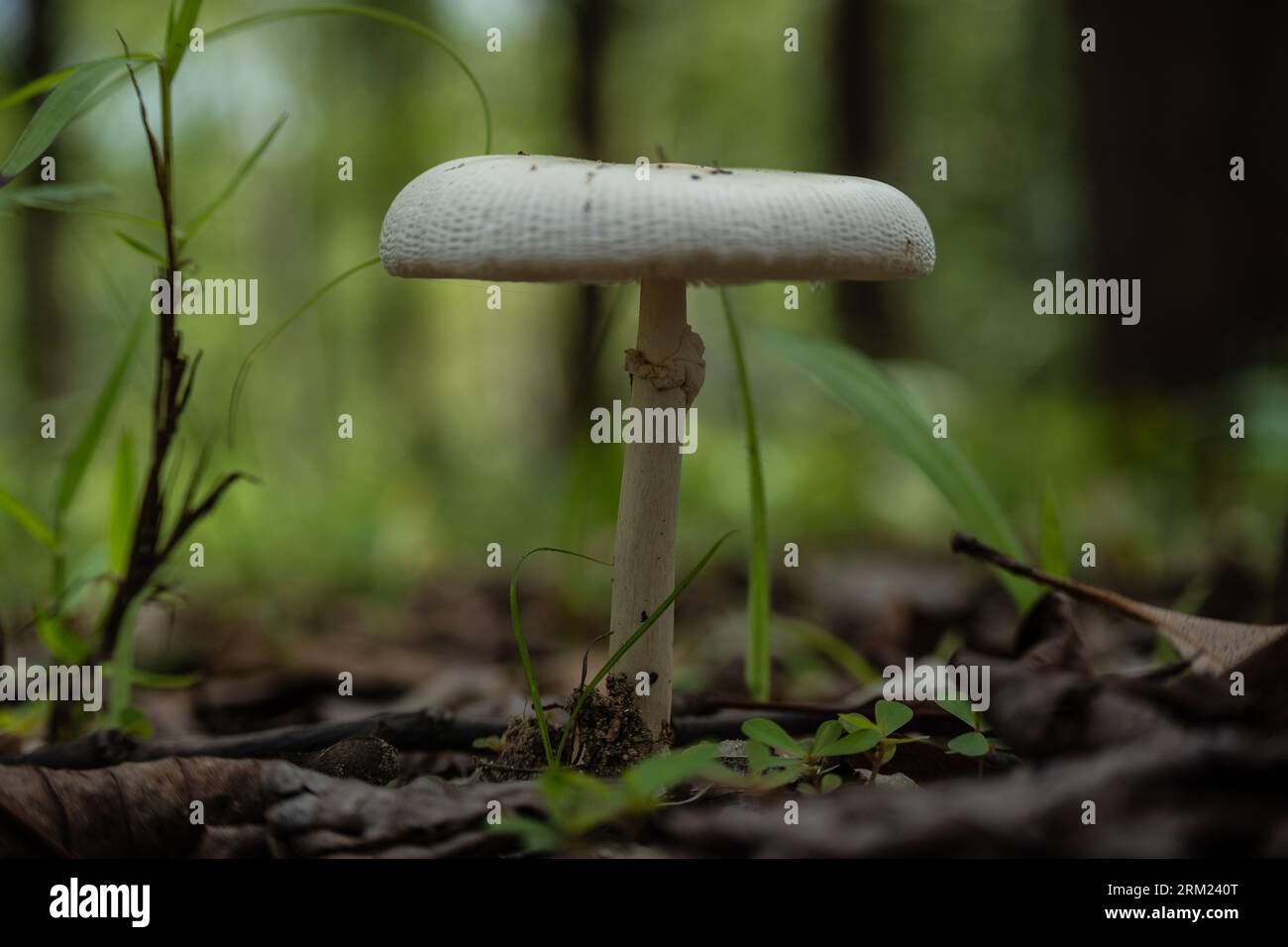 A mushroom or toadstool is the fleshy, spore-bearing fruiting body of a fungus, typically produced above ground, on soil, or on its food source. Stock Photo