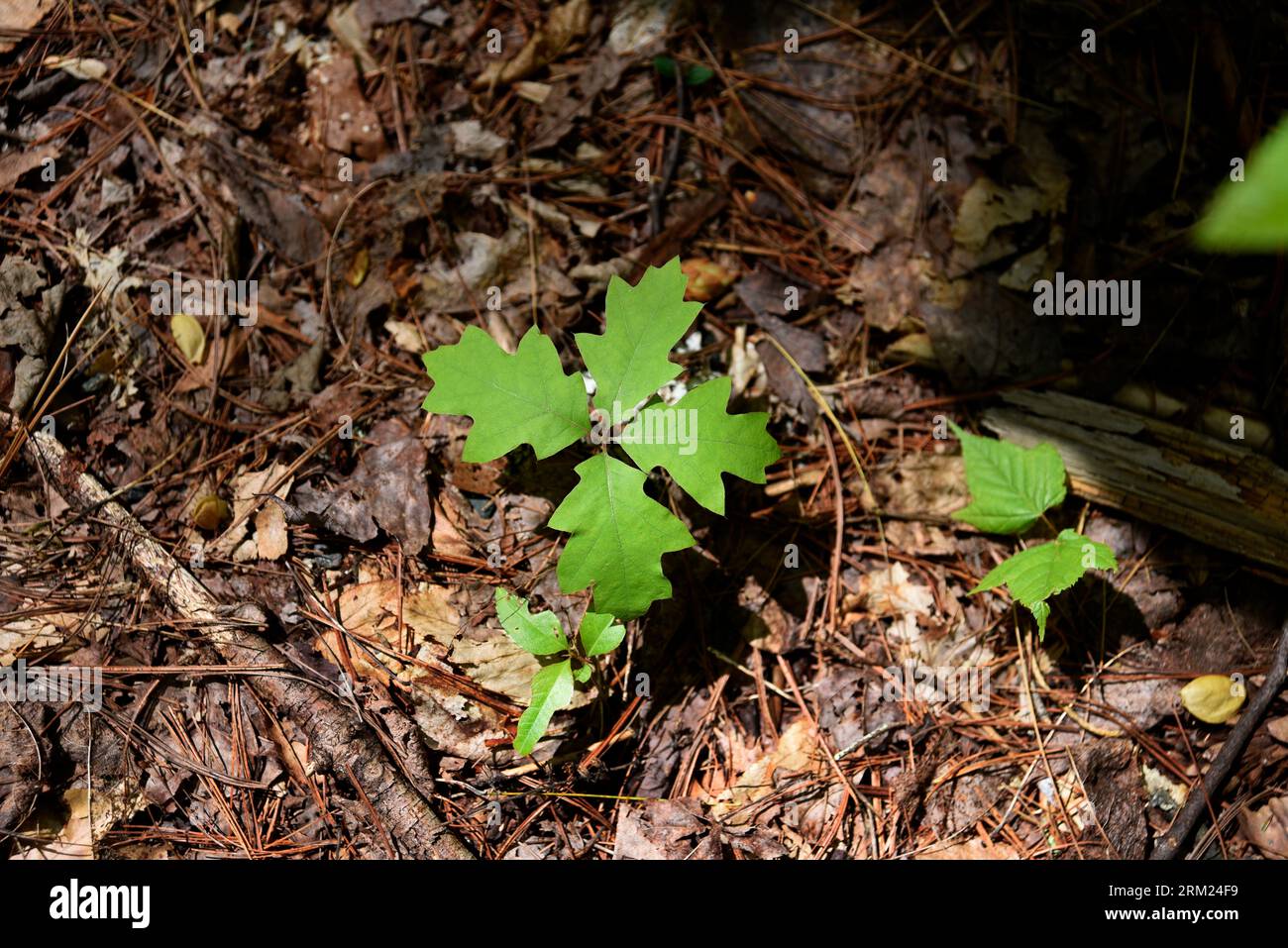 An oak tree seedling grows on an Appalachian mountain forest in Tennessee Stock Photo Alamy